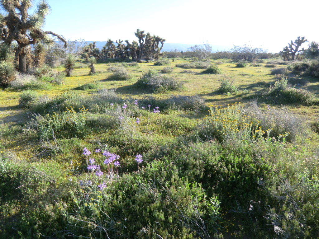 9.12 Acre, two lots, a beautiful landscape, Rosamond, CA 92630 - Aim 4 Land
